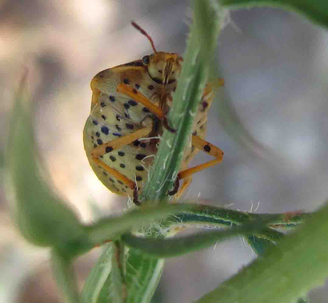 Pentatomidae: Graphosoma semipunctatum molto elegante